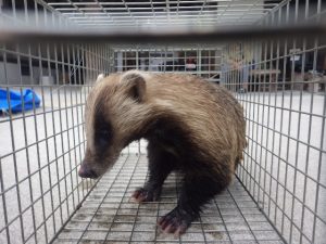 アナグマ被害は本当に大変