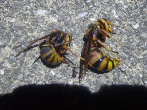 女王バチの駆除が重要