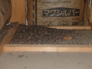 アブラコウモリの侵入によるフンの堆積