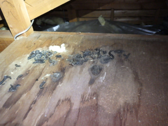 天井のシミはイタチ類のフンが原因かも