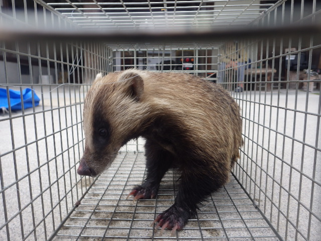 アナグマとハクビシンは別の生物