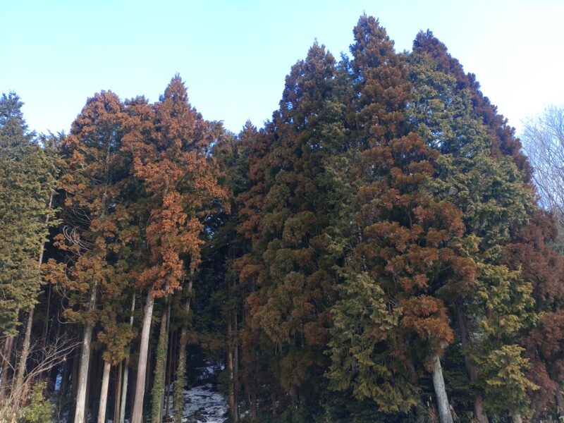 花粉の季節。