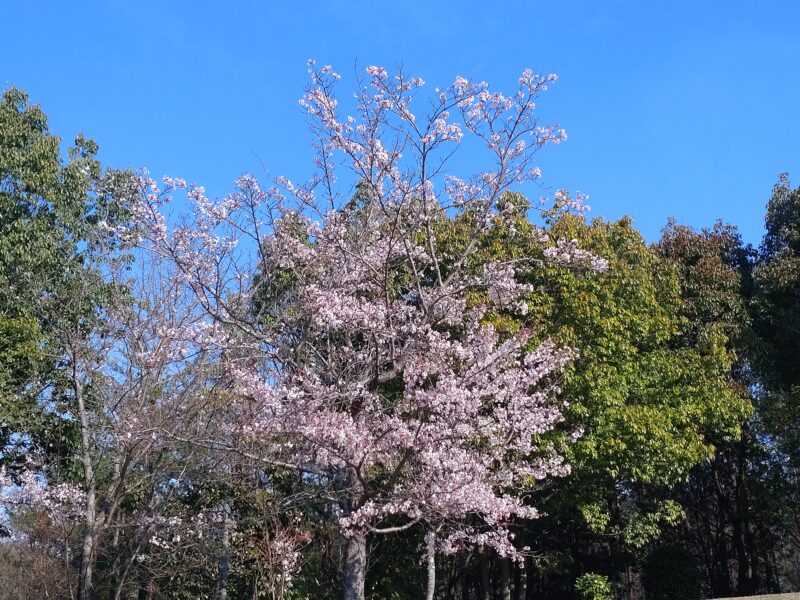 アナグマの目撃。東区温品。