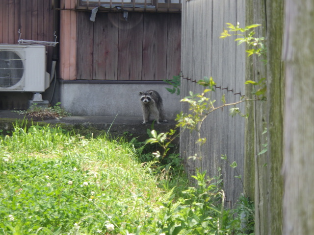 広島県安芸郡熊野町　アライグマ対策