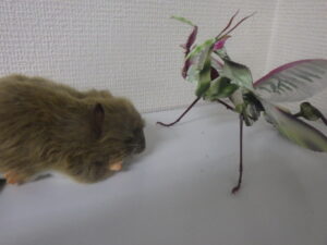 害獣・害虫たちのライバル奮闘記⑩最終話