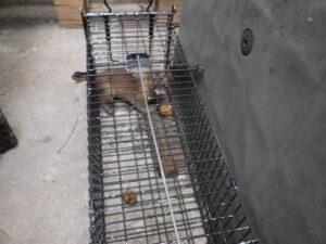 2日連続イタチ捕獲成功！