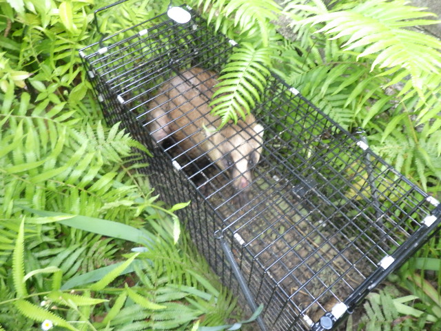 広島県広島市の庭に現れたアナグマとの攻防