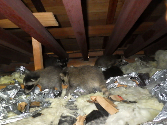 野生動物対策の生活コスト。物価高も相まって生活に支障。