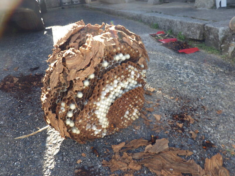 「GDPマイナス成長でも農地は危険地帯？農作業中に襲来したオオスズメバチの巨大巣を駆除」