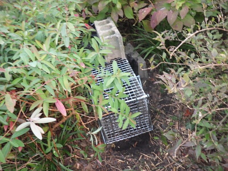 広島で広がる野生動物（アナグマ）による農作物被害に要注意！