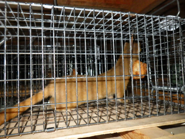 ご依頼急増！今年はイタチのご相談　２８０件以上！！