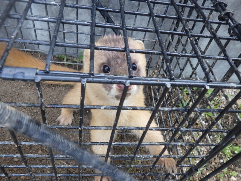 広島のニンジャを追え！「シベリアイタチ」との知恵比べ、その舞台裏【捕獲成功】
