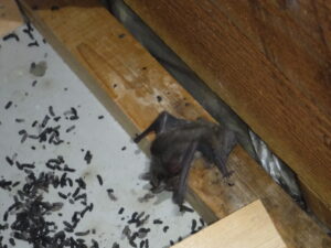 【広島】この一年で一番多かったご相談！お待たせしました！TOP1・2の発表！【2025年】