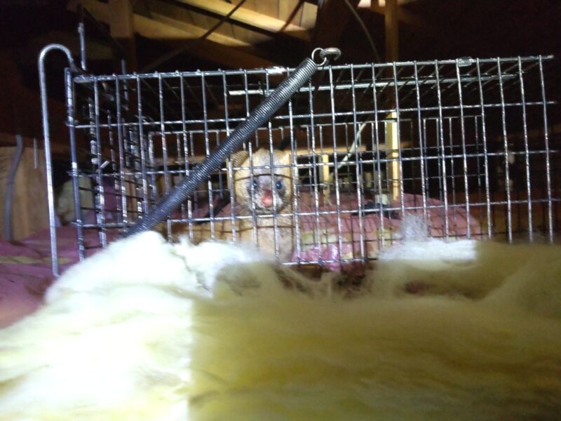 【夜中の物音／眠れない／怖い】天井裏を走り回る足音の正体…広島市で実際にあったシベリアイタチの記録