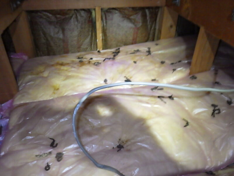 広島県広島市中区、天井裏での異音の原因。その対策。