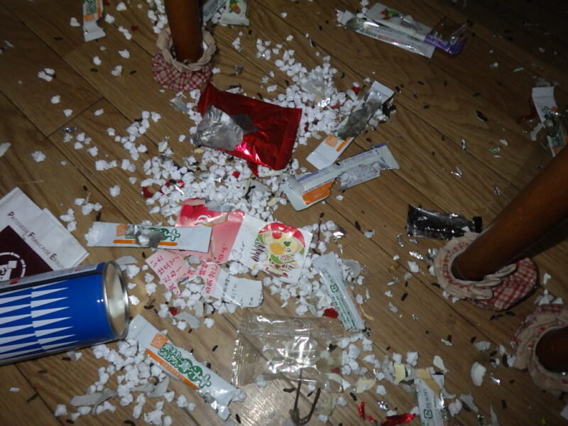 【閲覧注意】室内にクマネズミが侵入…知らないと手遅れになる被害の実態と今すぐやるべき対策