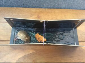 愛媛県松山市でハツカネズミ捕獲。