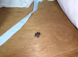 意外な所で越冬中。