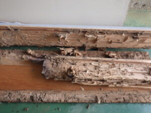 やっぱり別府は白蟻が多い！