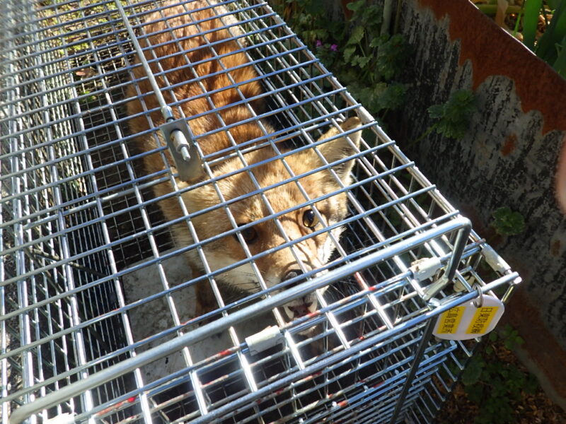 広島市マダニの原因、キツネ捕獲