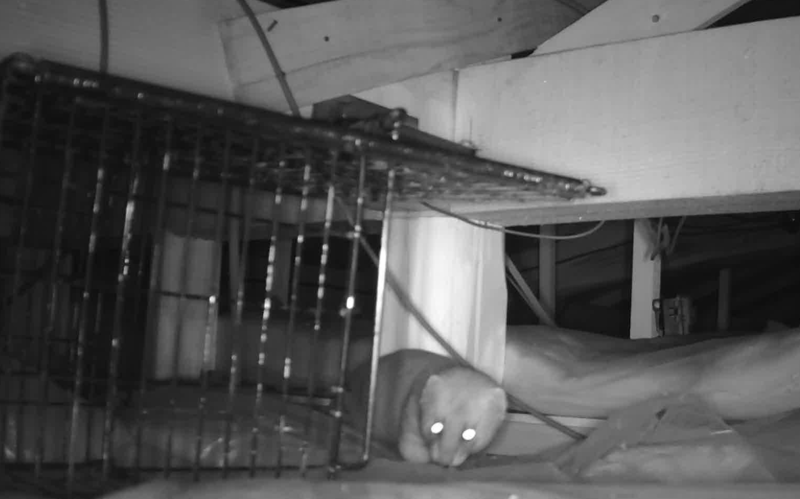 イタチ被害!!　広島県広島市の現場作業。