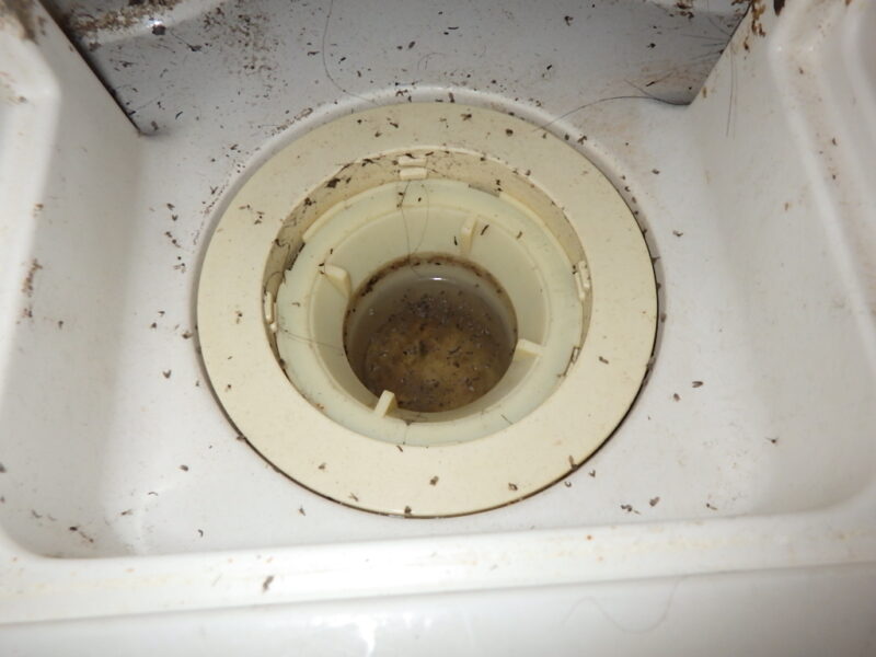 閲覧注意！広島市南区コバエ対策。