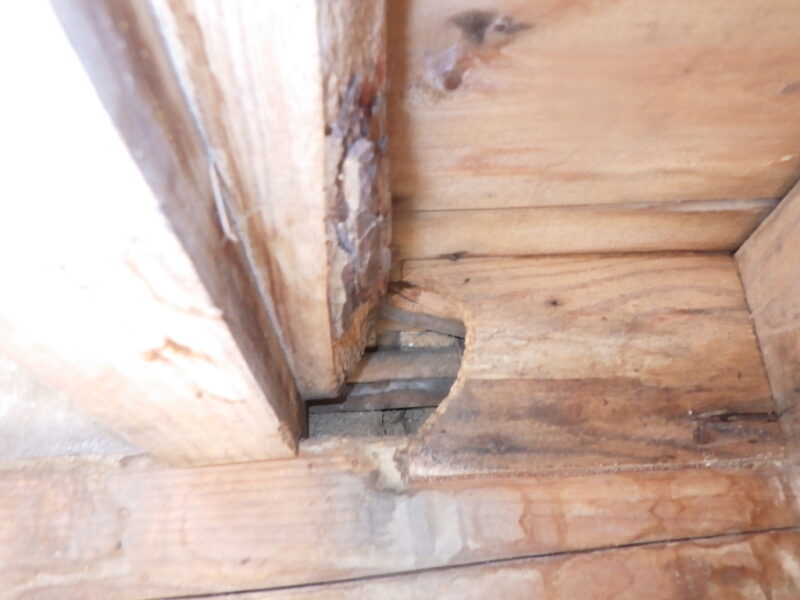 広島県三原市ネズミが出る場所。