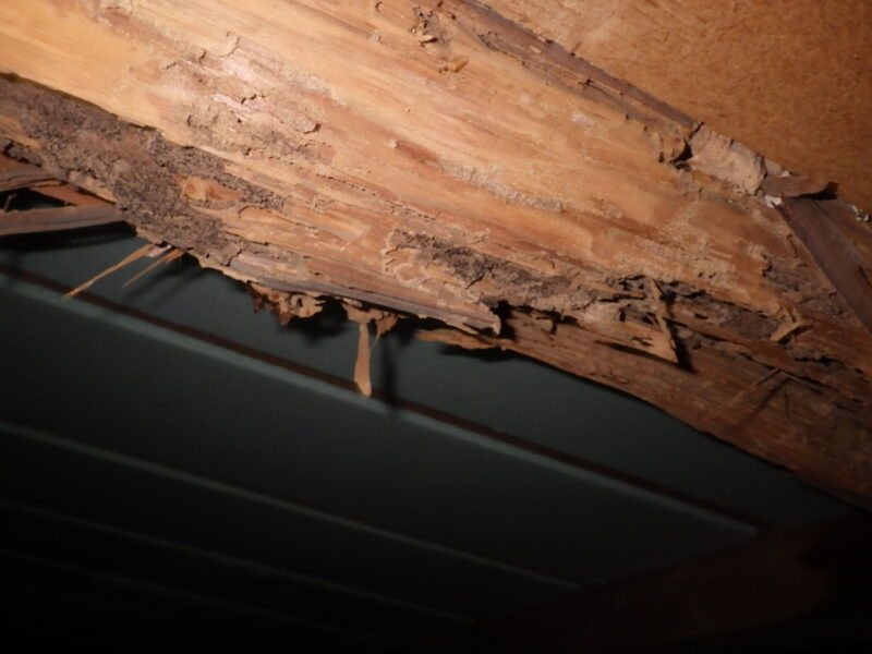広島市東区、シロアリ被害調査🐜