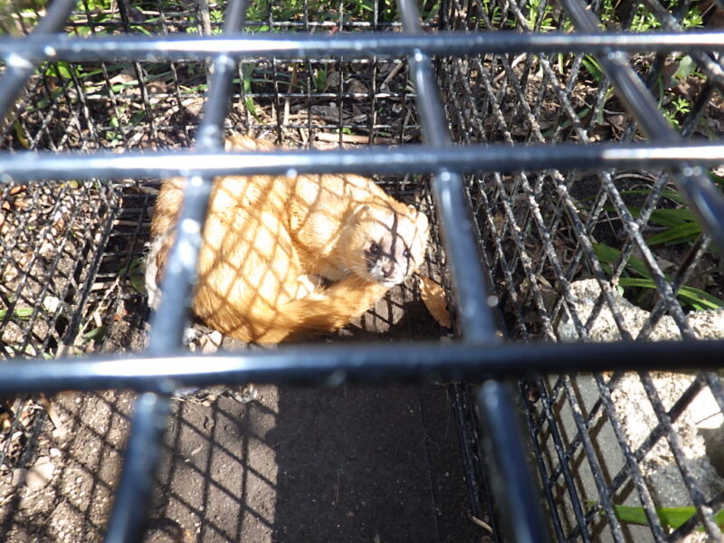 広島市東区、イタチ捕獲続編。