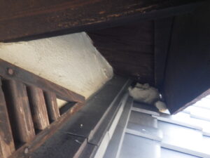 別府市でイタチ防除施工。