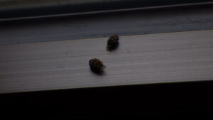 カツオブシムシ調査。