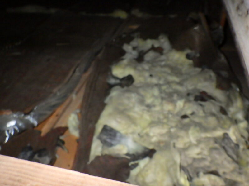 広島県三原市、イタチテン侵入被害。