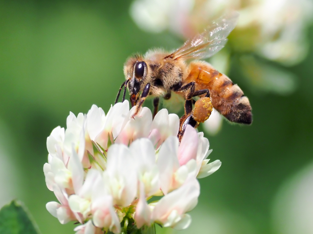 巣作りラッシュの季節です🐝