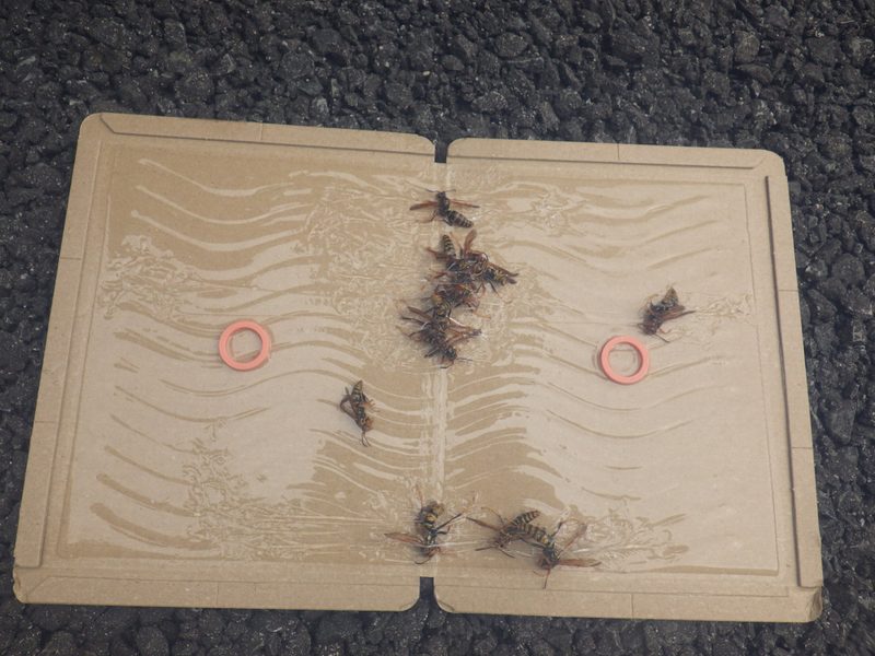アシナガバチの繁殖行動。