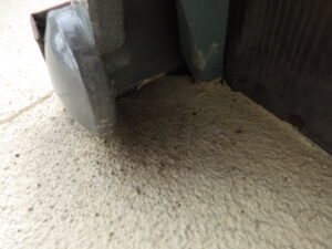 雨どいにまでコウモリの糞…屋根の隙間から侵入した大量のアブラコウモリ